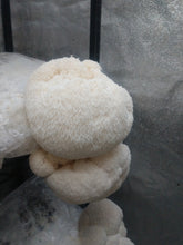 Load image into Gallery viewer, Lion's Mane Powder -3oz