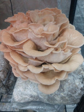 Load image into Gallery viewer, Mushroom Grow Kits - 6lb Blocks (2-3lbs of Mushrooms)
