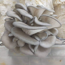 Load image into Gallery viewer, Mushroom Grow Kits - 6lb Blocks (2-3lbs of Mushrooms)
