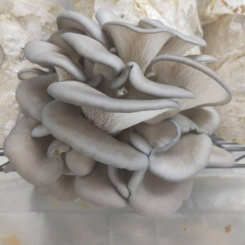 Mushroom Grow Kits - 6lb Blocks (2-3lbs of Mushrooms)